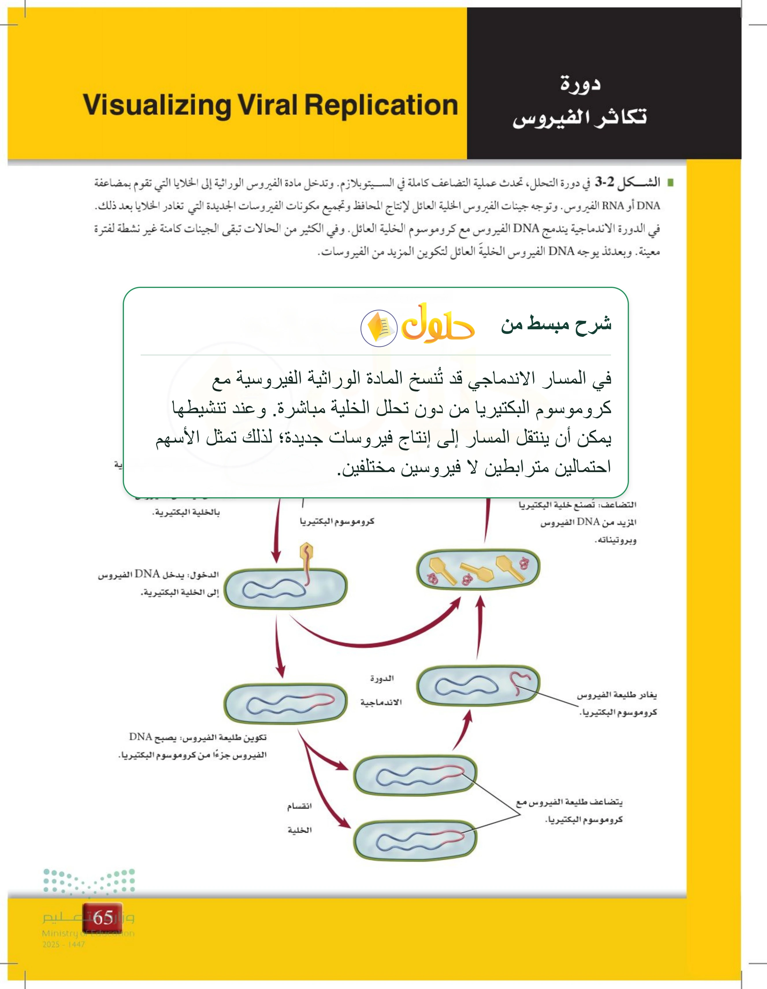 شرح وملخص درس 3-1: الفيروسات والبريونات — صفحة 65