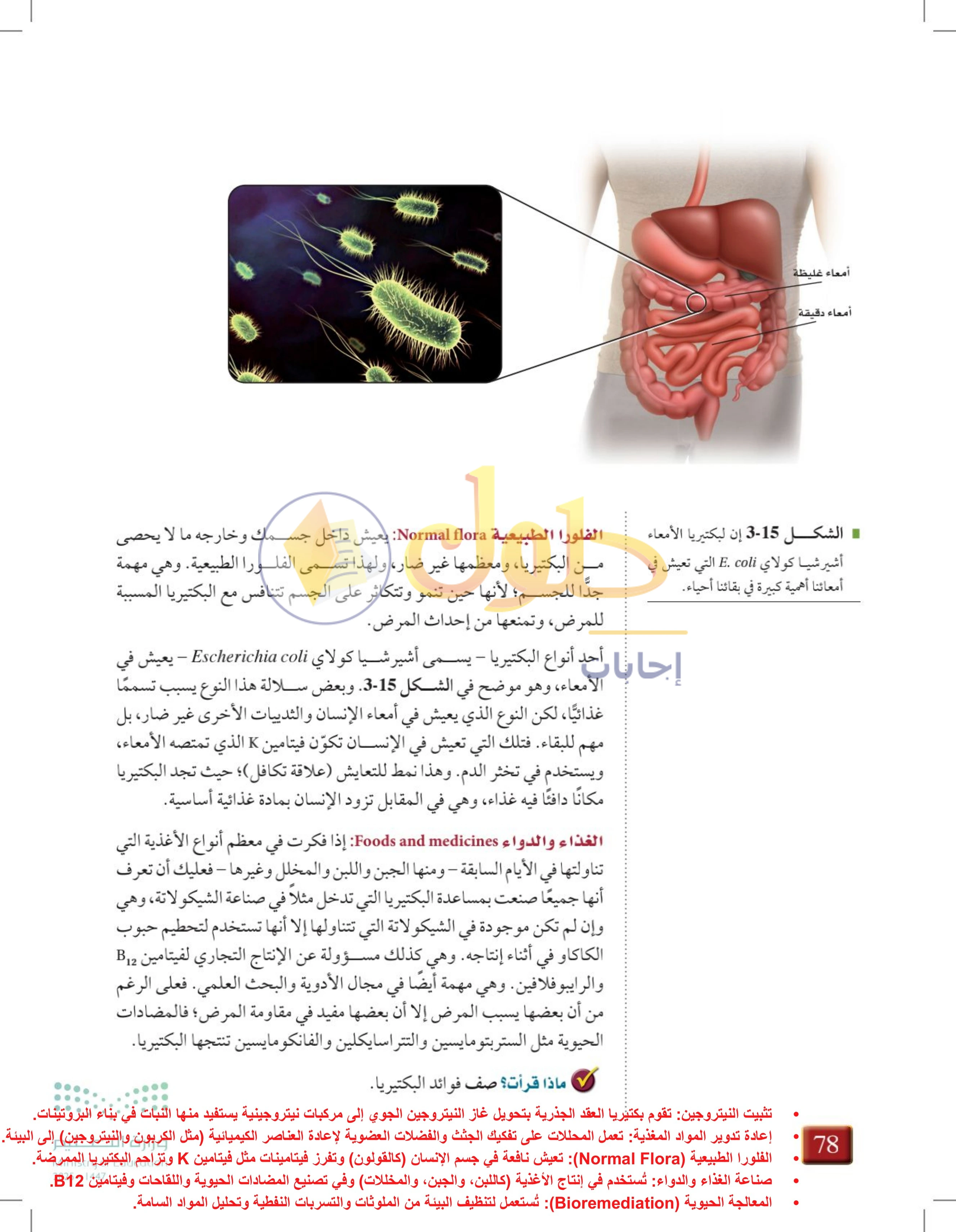 شرح وملخص درس 3-2: البكتيريا — صفحة 78