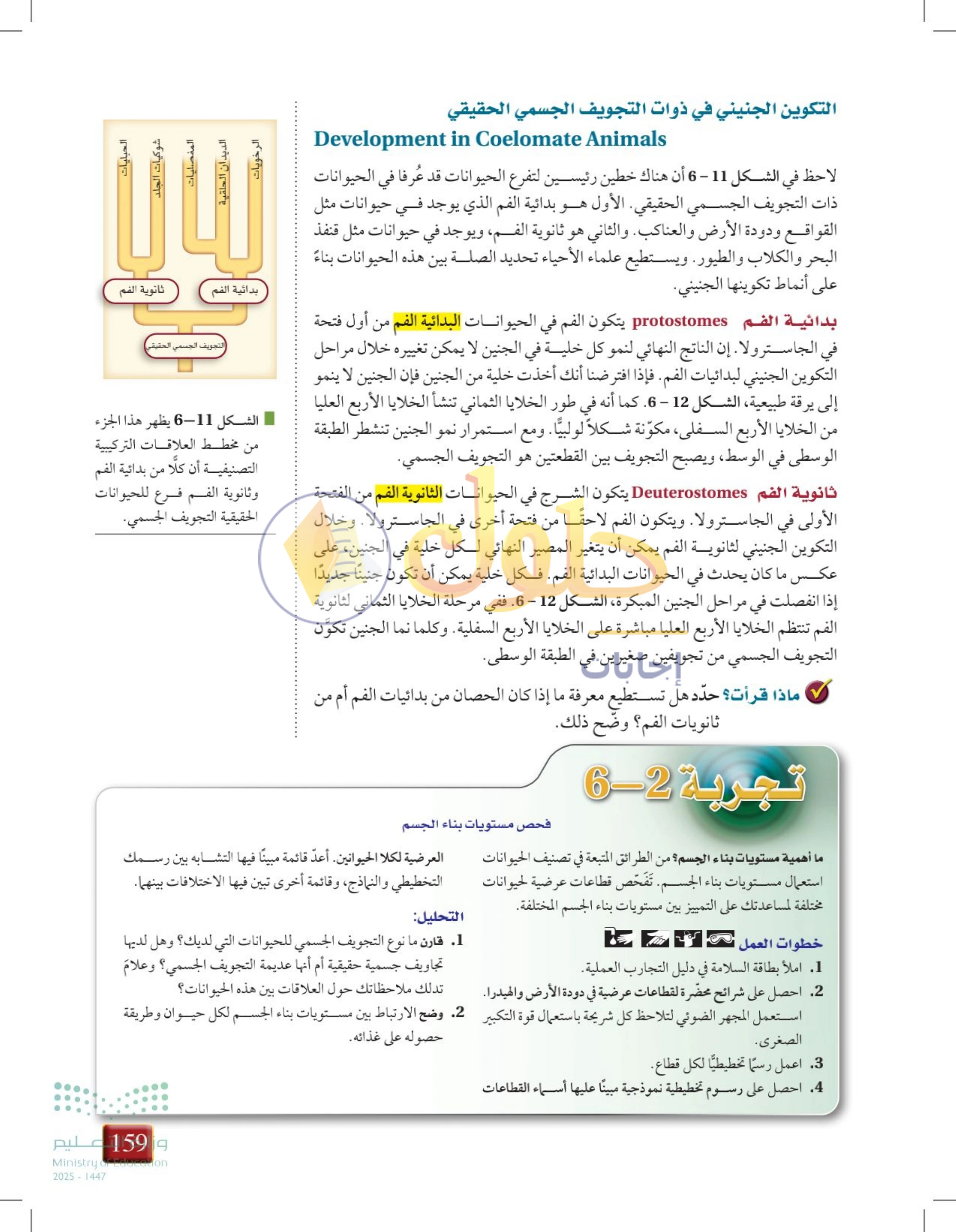 حل أنشطة درس 6-2: مستويات بناء جسم الحيوان — صفحة 159