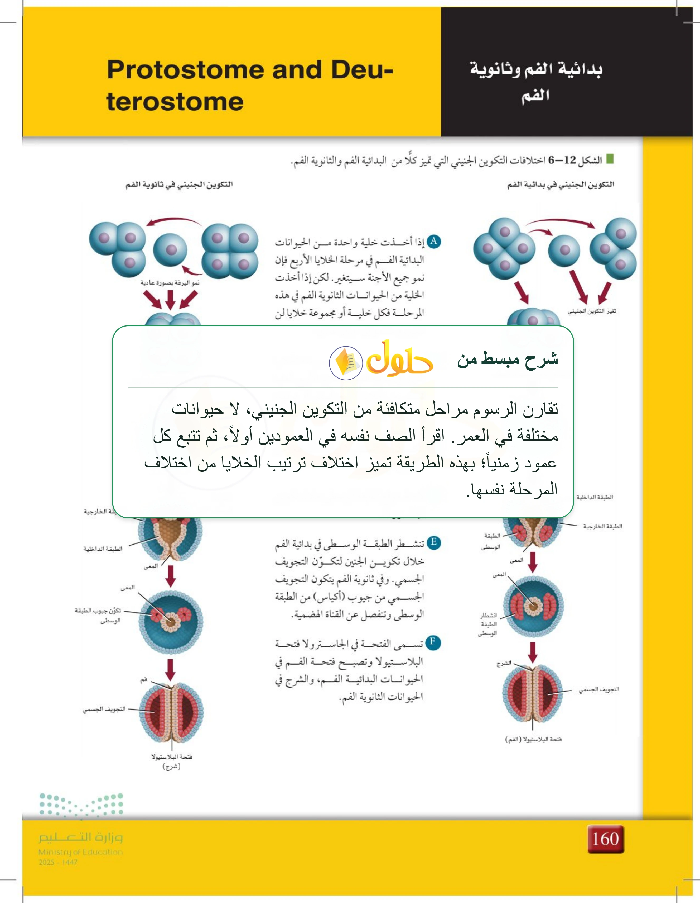 شرح وملخص درس 6-2: مستويات بناء جسم الحيوان — صفحة 160