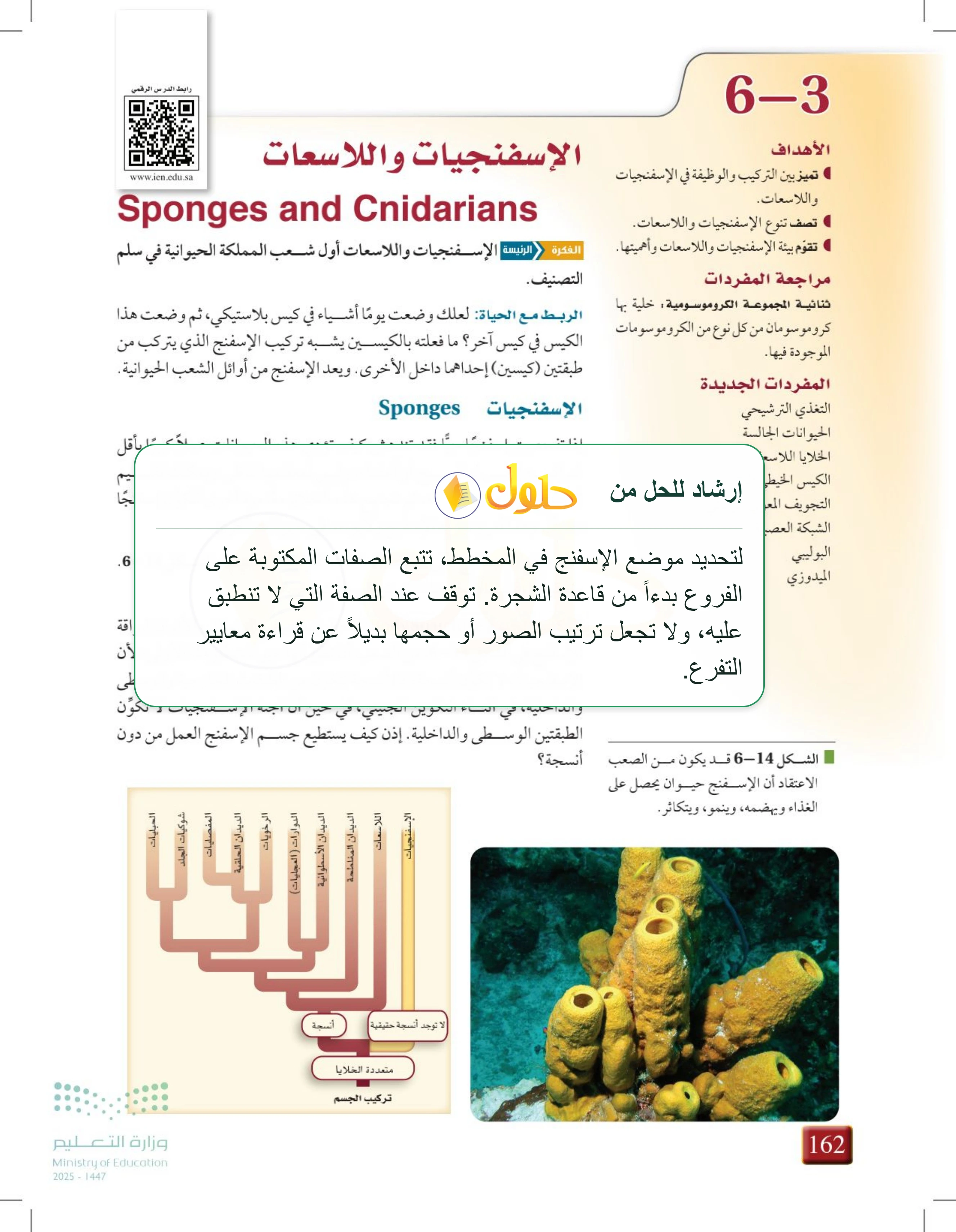 شرح وملخص درس 6-3: الإسفنجيات واللاسعات — صفحة 162