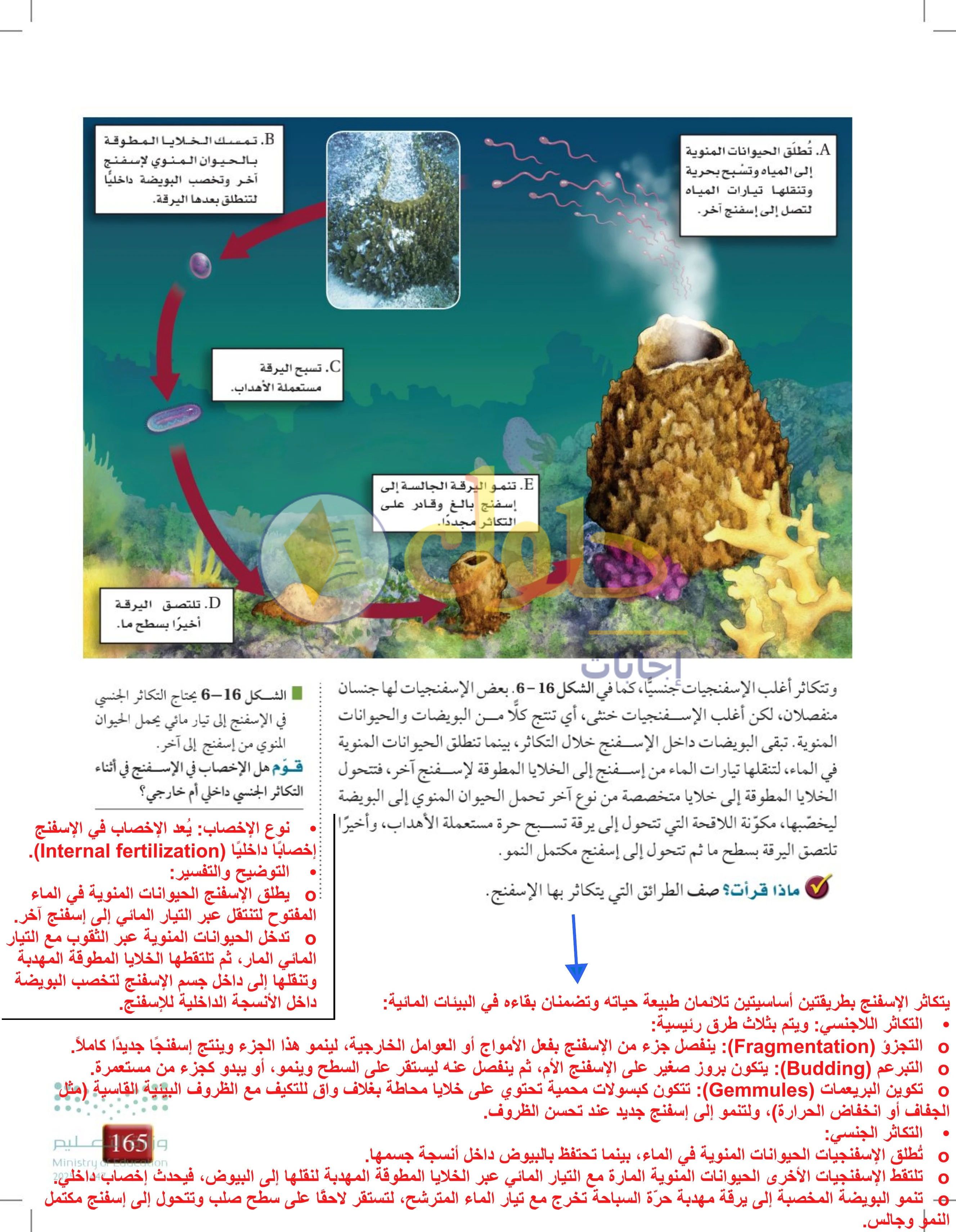 حل أنشطة درس 6-3: الإسفنجيات واللاسعات — صفحة 165
