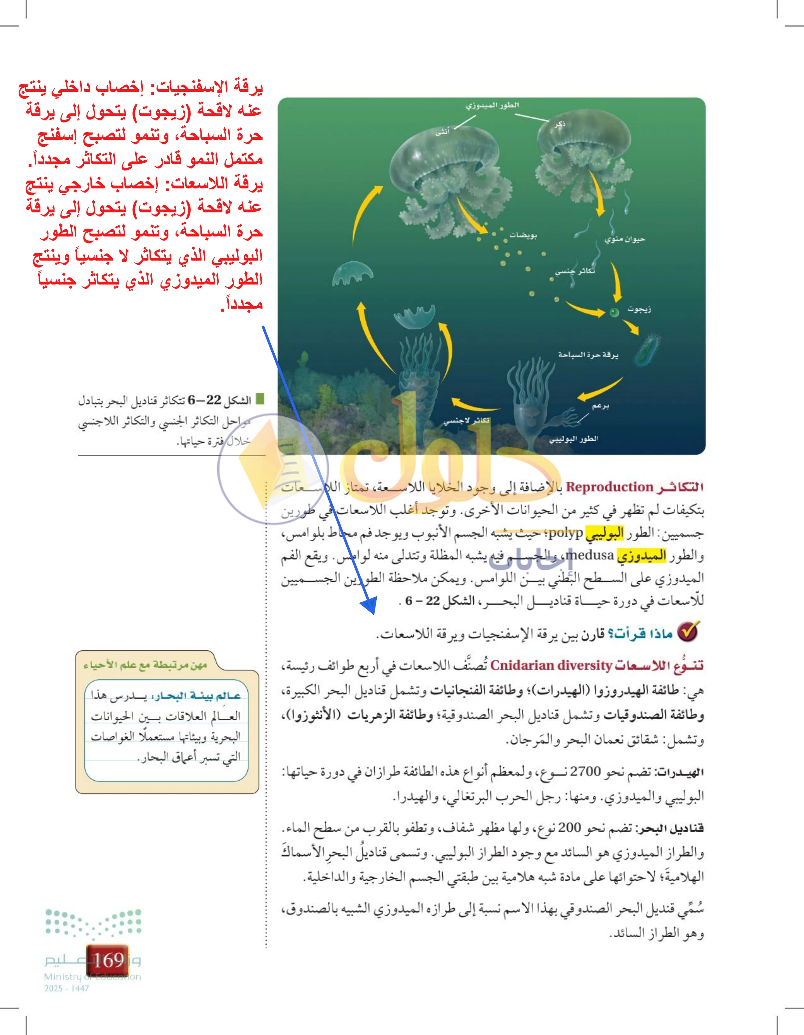 حل أنشطة درس 6-3: الإسفنجيات واللاسعات — صفحة 169