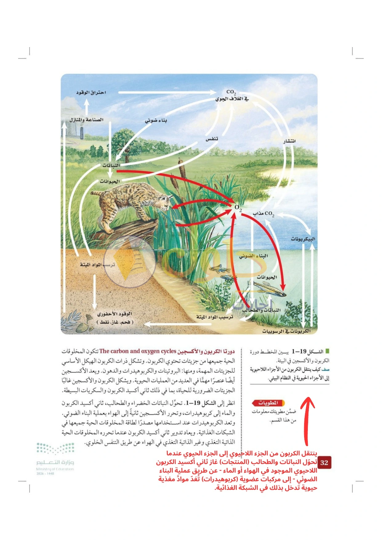 حل أنشطة علم البيئة صفحة ٣٢