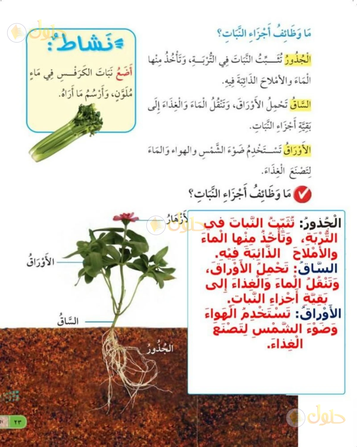 حل العلوم للصف الأول الابتدائي صفحة 23