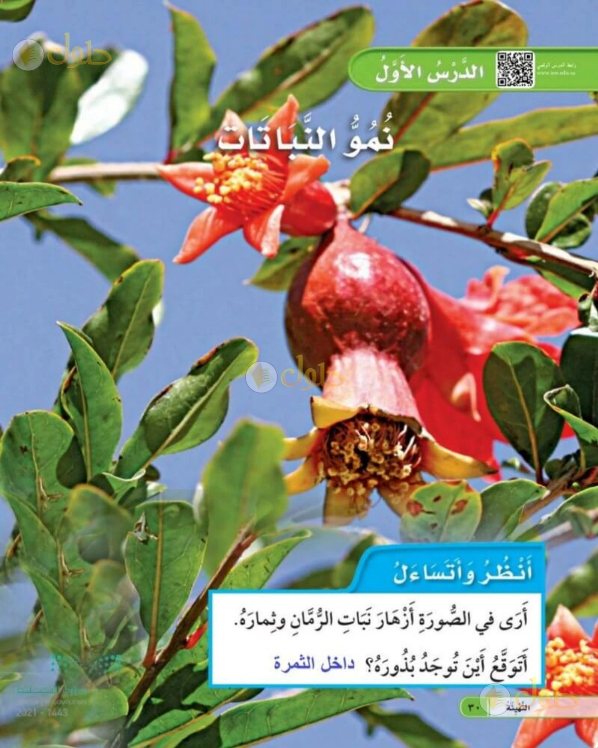 حل العلوم للصف الأول الابتدائي صفحة 30