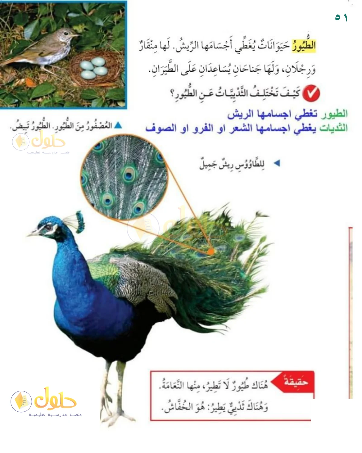حل العلوم للصف 1 الابتدائي صفحة 51