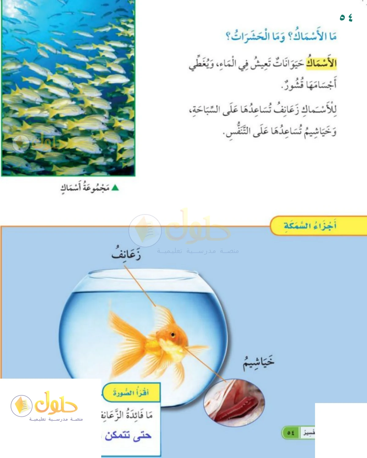حل العلوم للصف 1 الابتدائي صفحة 54