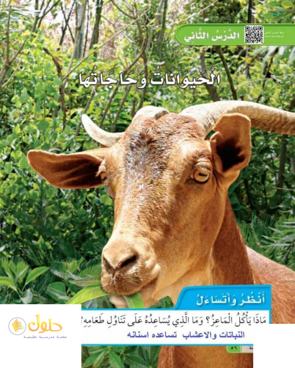 حل العلوم للصف 1 الابتدائي صفحة 56