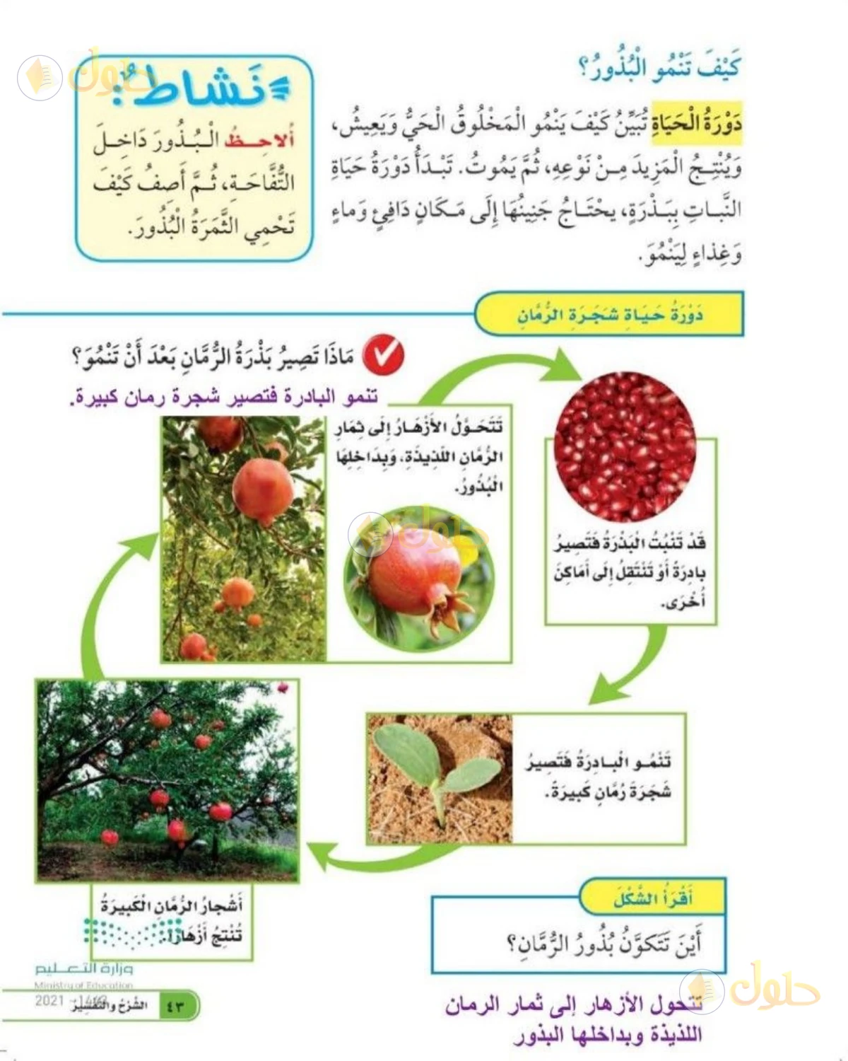 حل العلوم للصف الثاني الابتدائي صفحة 43