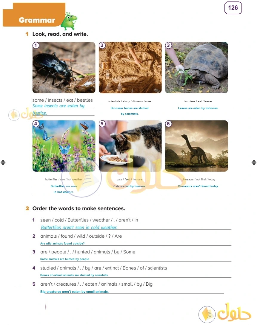 حل كتاب النشاط اللغة الإنجليزية سادس ابتدائي صفحة 126 — Living Things — Grammar