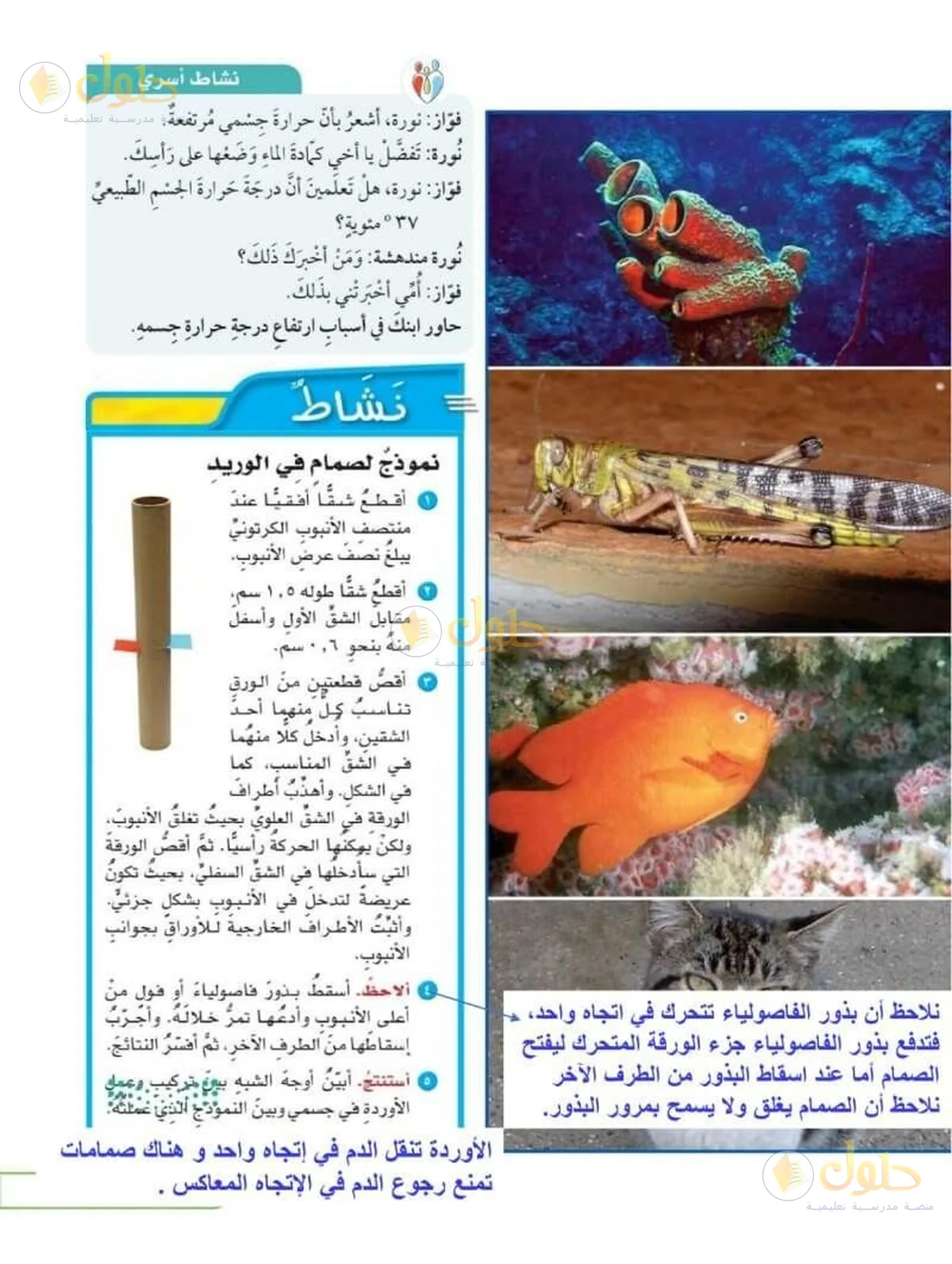 حل العلوم للصف السادس الابتدائي صفحة 115