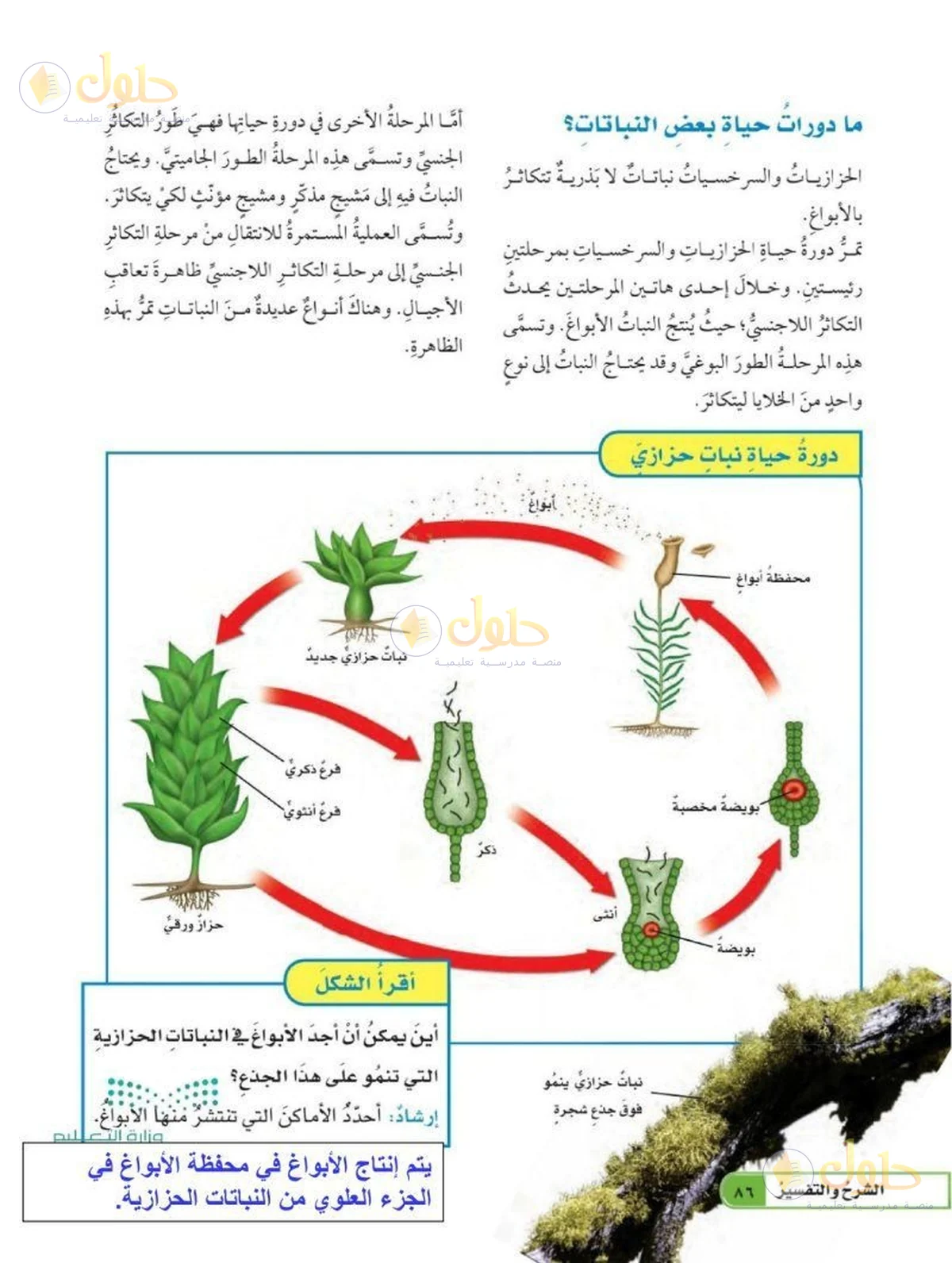 حل العلوم للصف السادس الابتدائي صفحة 86