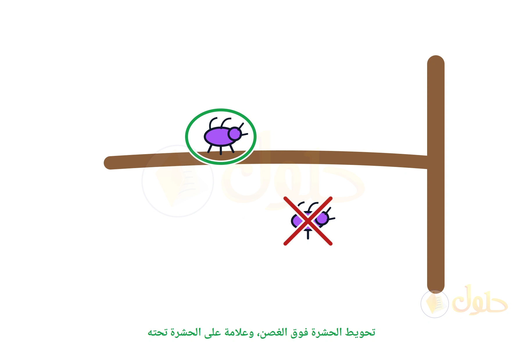 غصن شجرة، الحشرة التي فوقه محوطة والتي تحته عليها علامة